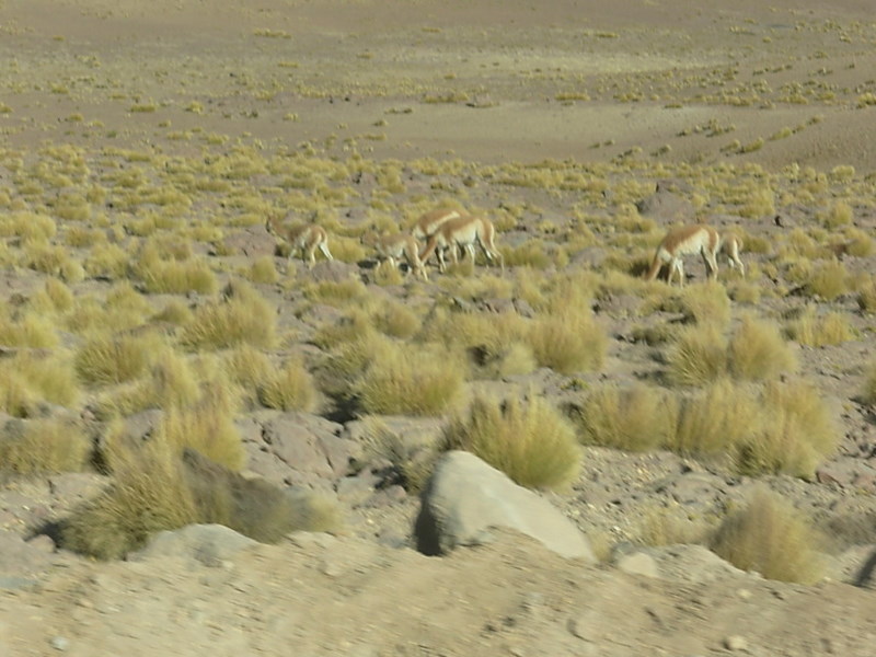 Foto de San Pedro de Atacama, Chile