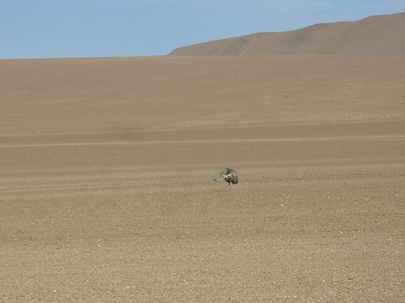 Foto de San Pedro de Atacama, Chile
