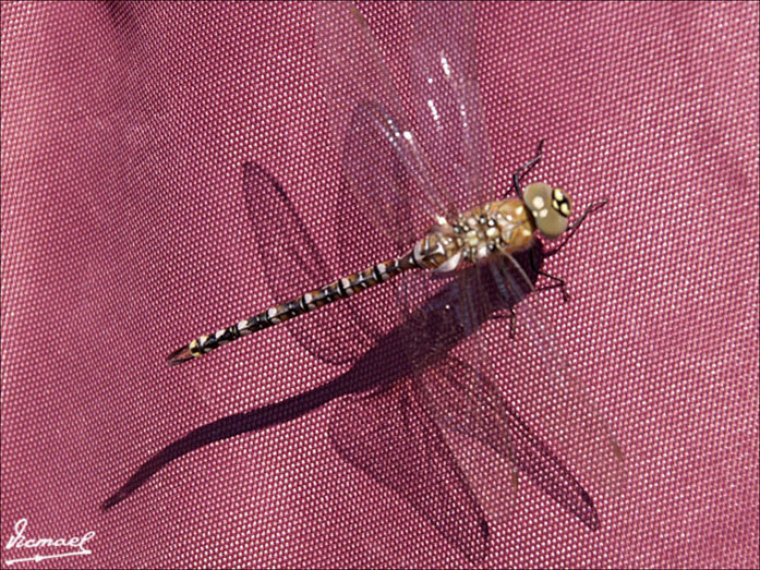 Foto de Oropesa del Mar (Castelló), España