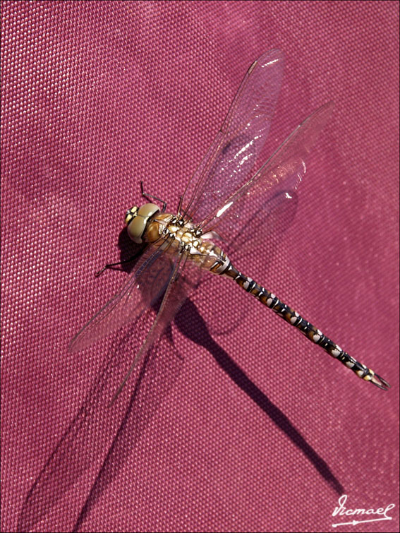 Foto de Oropesa del Mar (Castelló), España