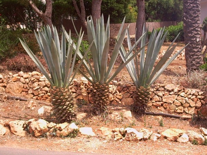 Foto de Binissafuller - Menorca (Illes Balears), España