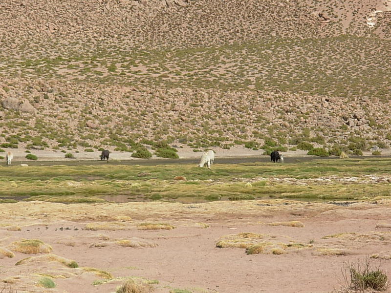 Foto de San Pedro de Atacama, Chile