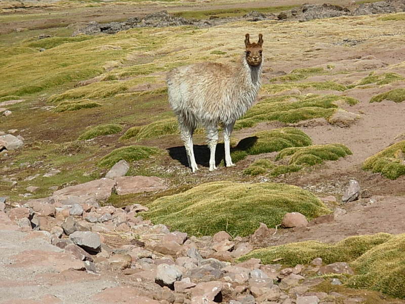 Foto de San Pedro de Atacama, Chile