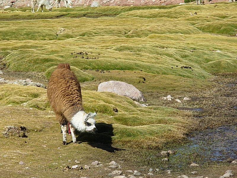 Foto de San Pedro de Atacama, Chile