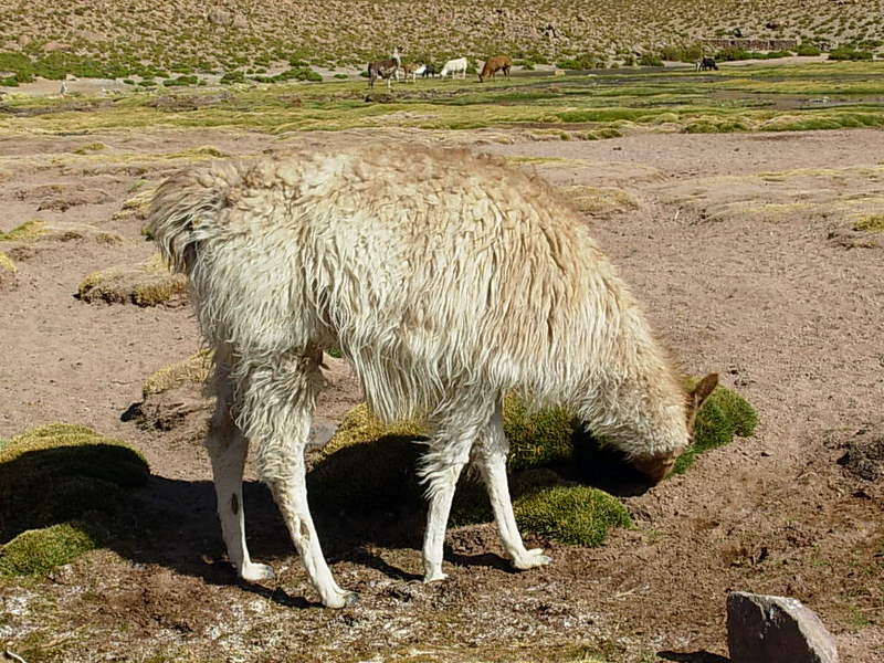 Foto de San Pedro de Atacama, Chile