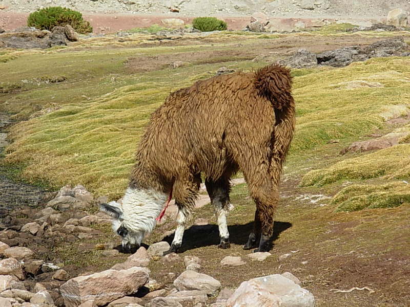 Foto de San Pedro de Atacama, Chile