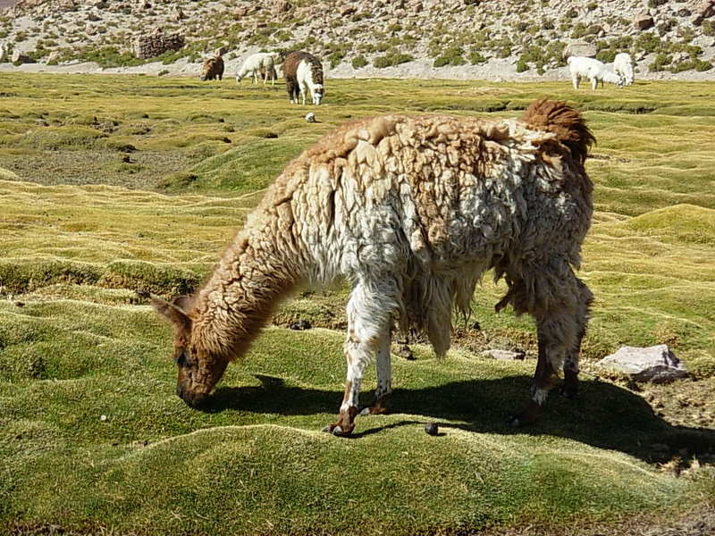 Foto de San Pedro de Atacama, Chile