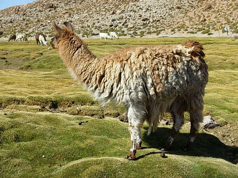 Foto de San Pedro de Atacama, Chile