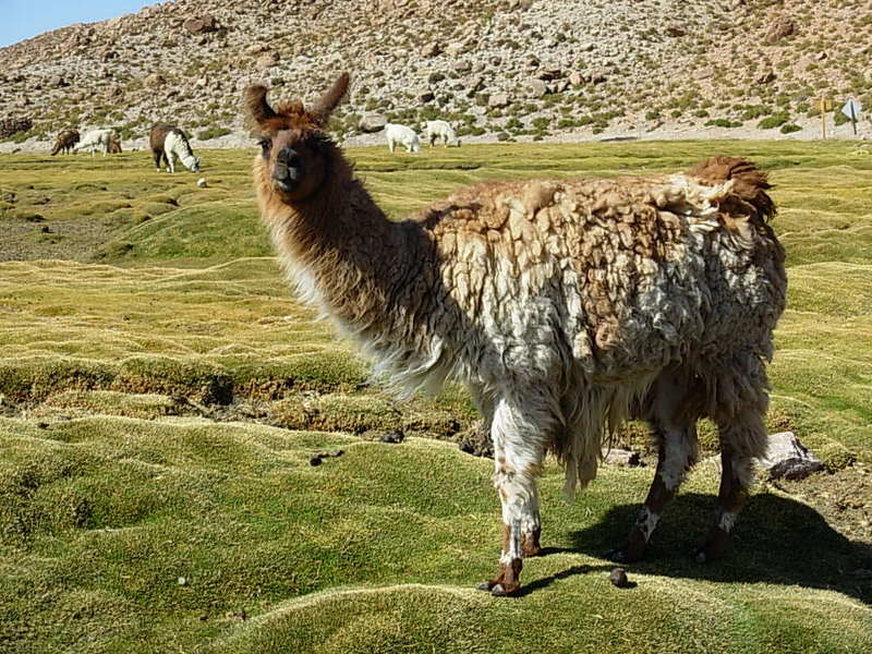 Foto de San Pedro de Atacama, Chile