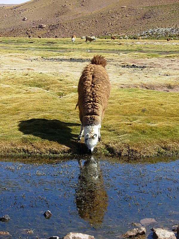 Foto de San Pedro de Atacama, Chile