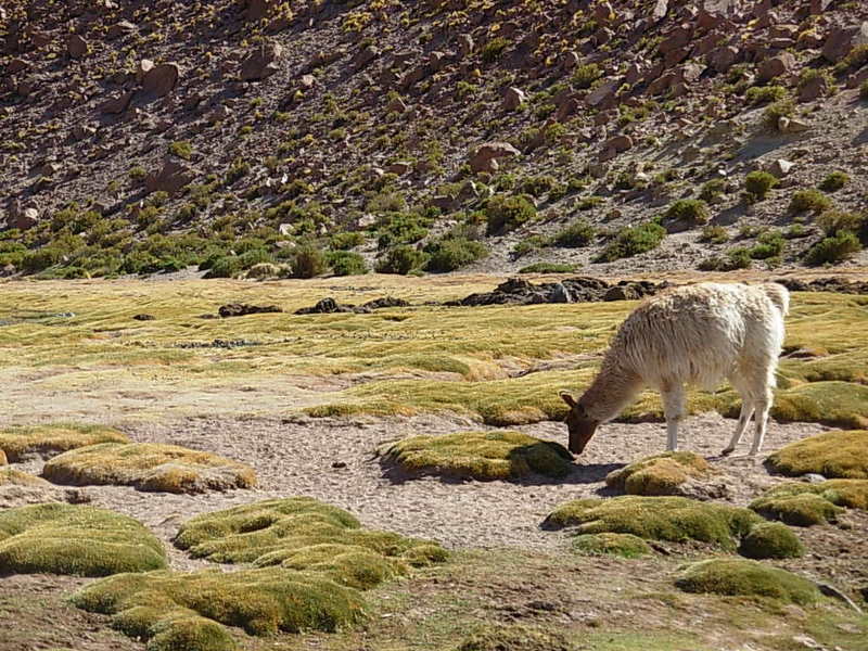 Foto de San Pedro de Atacama, Chile