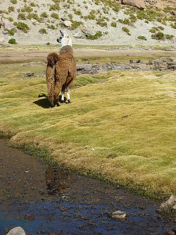 Foto de San Pedro de Atacama, Chile