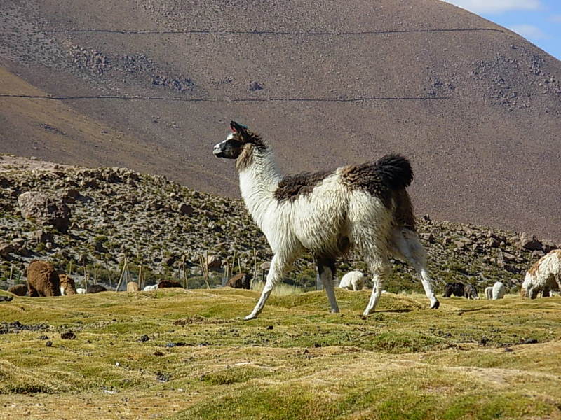 Foto de San Pedro de Atacama, Chile