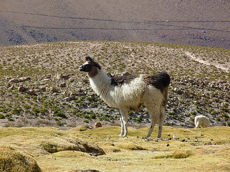 Foto de San Pedro de Atacama, Chile