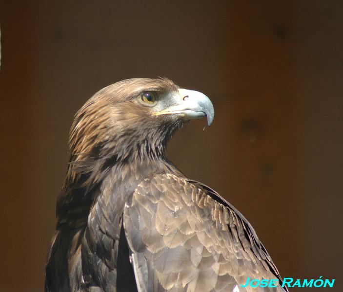 Foto de Jerez de la Frontera (Cádiz), España