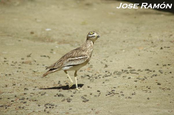 Foto de Jerez de la Frontera (Cádiz), España