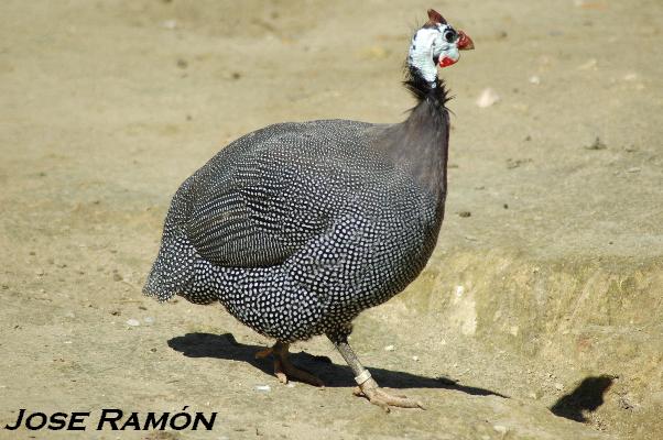 Foto de Jerez de la Frontera (Cádiz), España