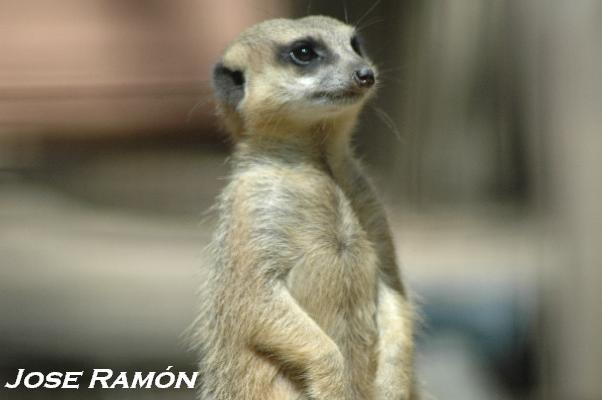Foto de Jerez de la Frontera (Cádiz), España