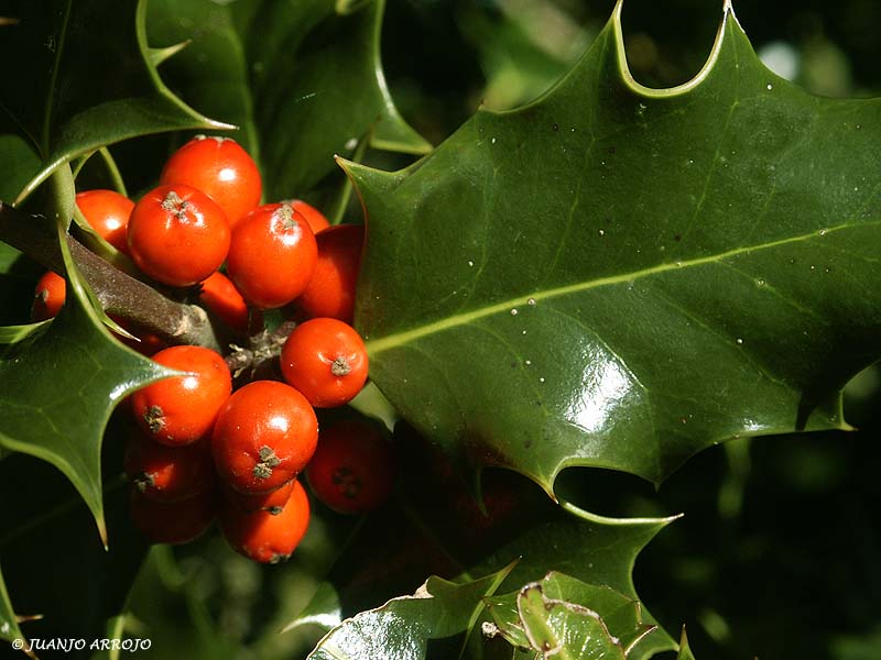 Foto de Riosa (Asturias), España