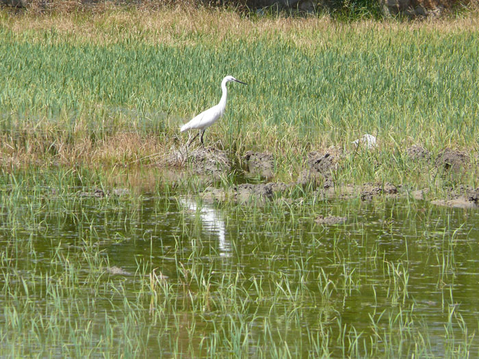 Foto de Massanassa (València), España
