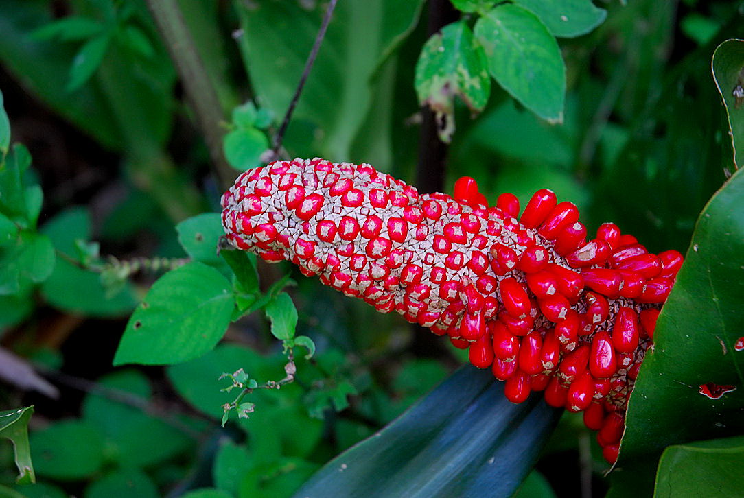 Foto de Ek Balam, México