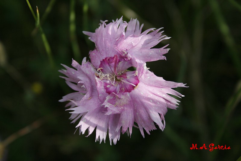 Foto de Ólvega (Soria), España