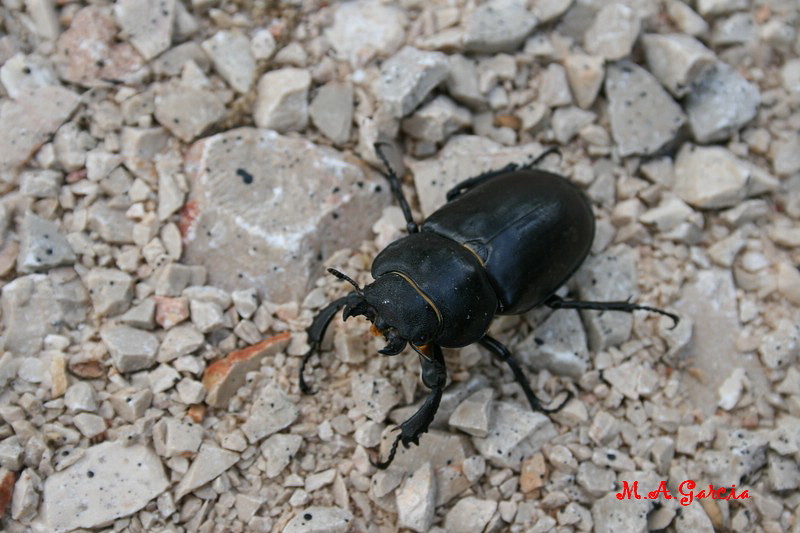 Foto de Ólvega (Soria), España