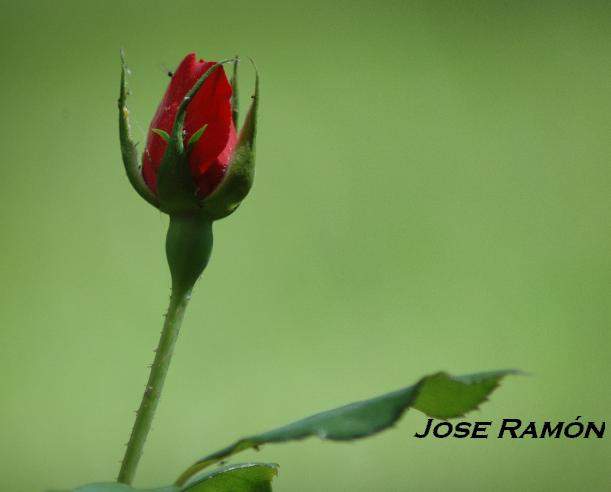 Foto de Jerez de la Frontera (Cádiz), España