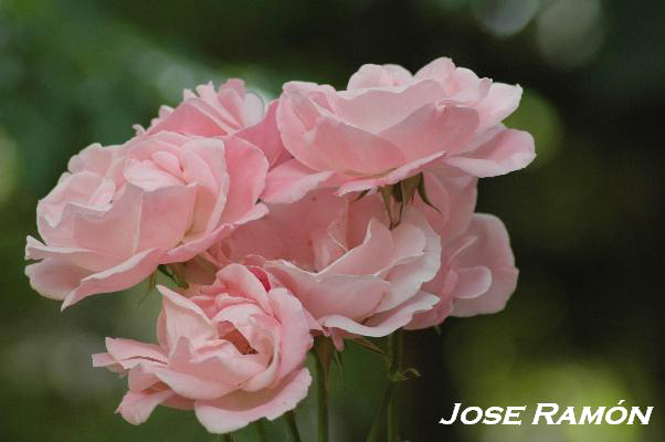 Foto de Jerez de la Frontera (Cádiz), España