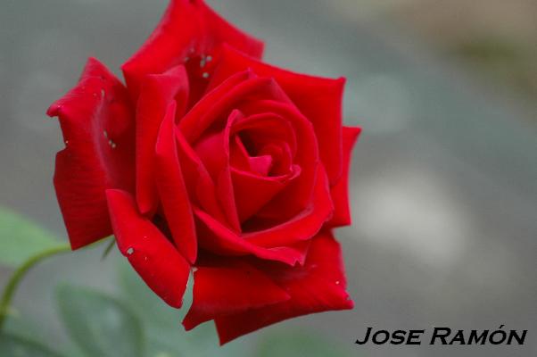 Foto de Jerez de la Frontera (Cádiz), España