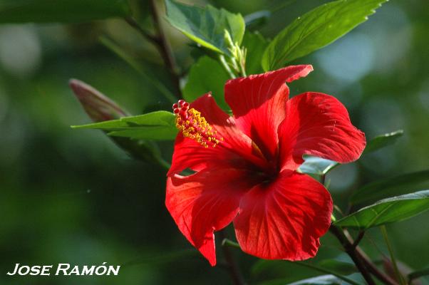 Foto de Jerez de la Frontera (Cádiz), España