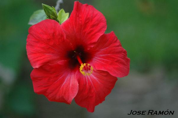 Foto de Jerez de la Frontera (Cádiz), España