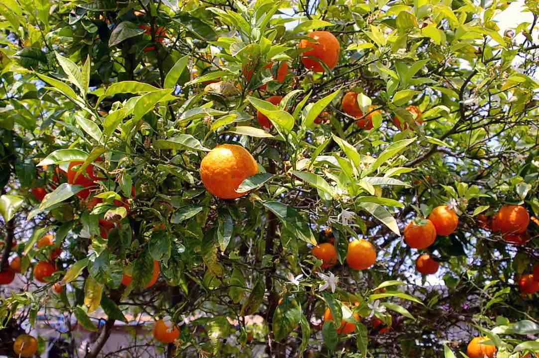 Foto de Valencia (València), España
