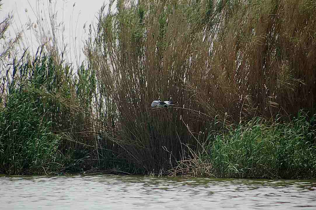 Foto de Valencia (València), España