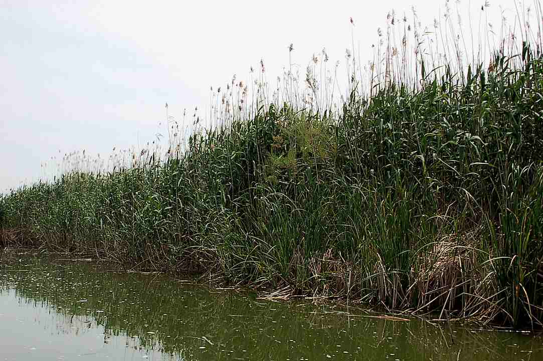 Foto de Valencia (València), España