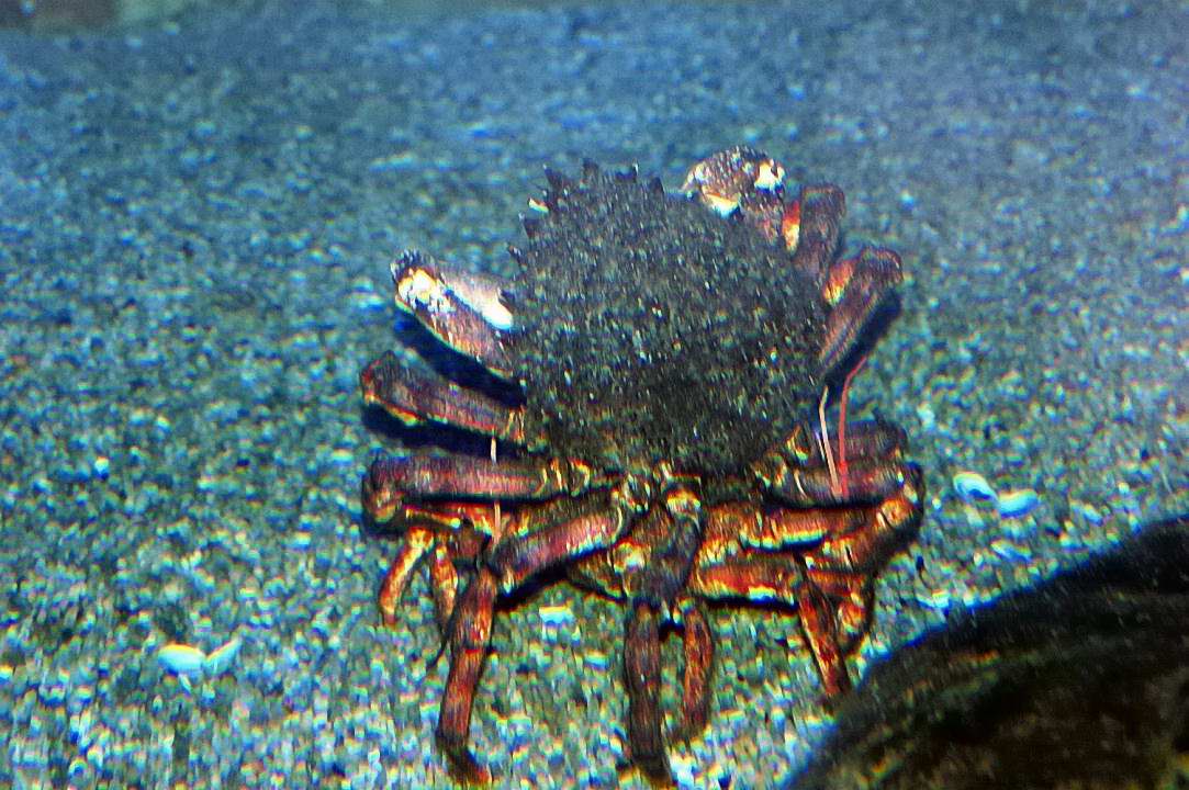 Foto de Valencia (València), España