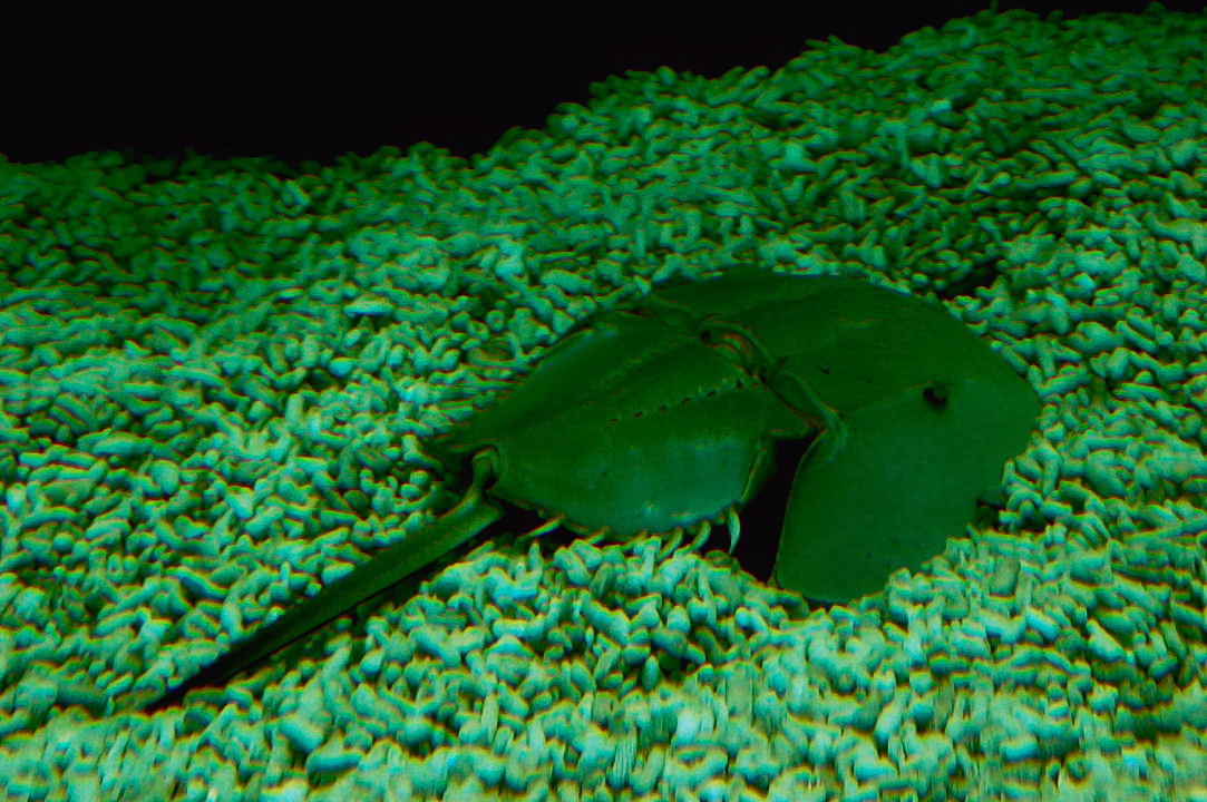 Foto de Valencia (València), España