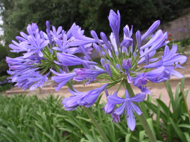 Foto de Sant Feliu de Llobregat (Barcelona), España