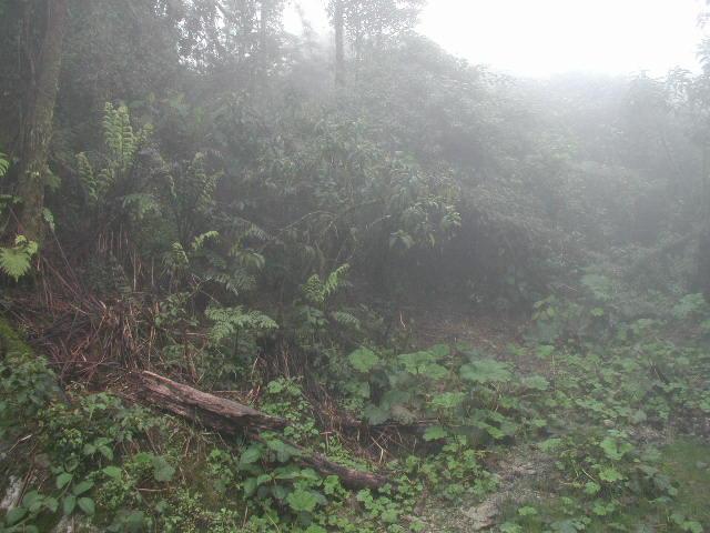 Foto de Queniquea, Venezuela