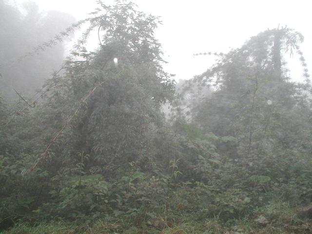 Foto de Queniquea, Venezuela