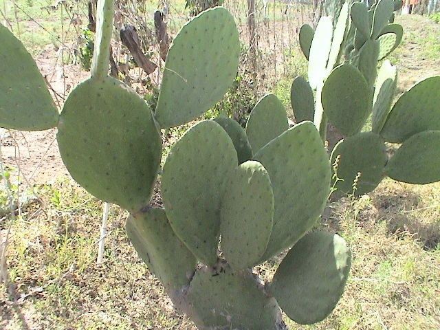 Foto de Jalisco, México