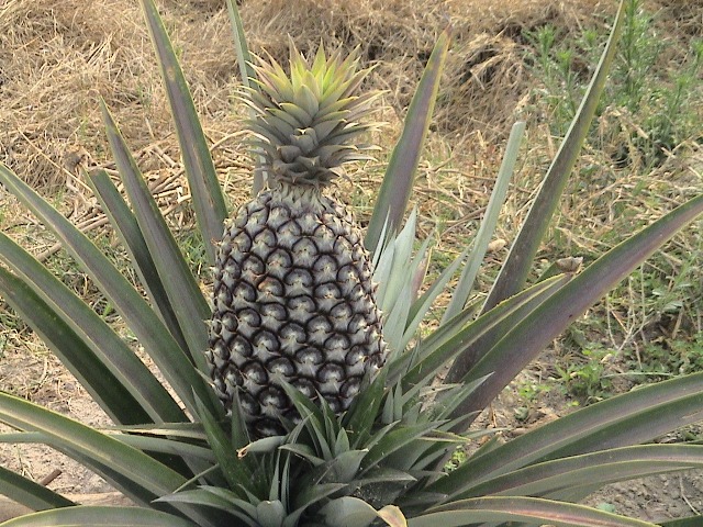Foto de Jalisco, México