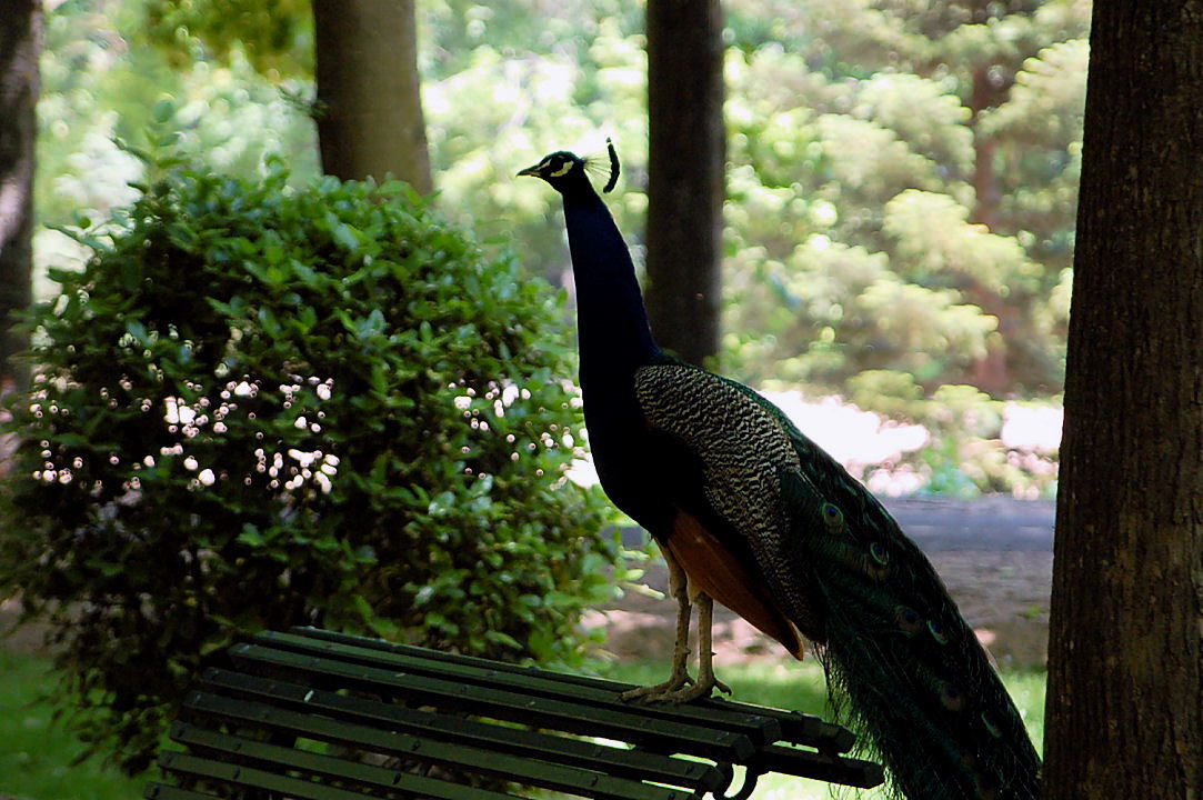 Foto de Aranjuez (Madrid), España