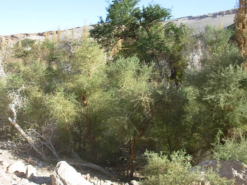 Foto de San Pedro de Atacana, Chile