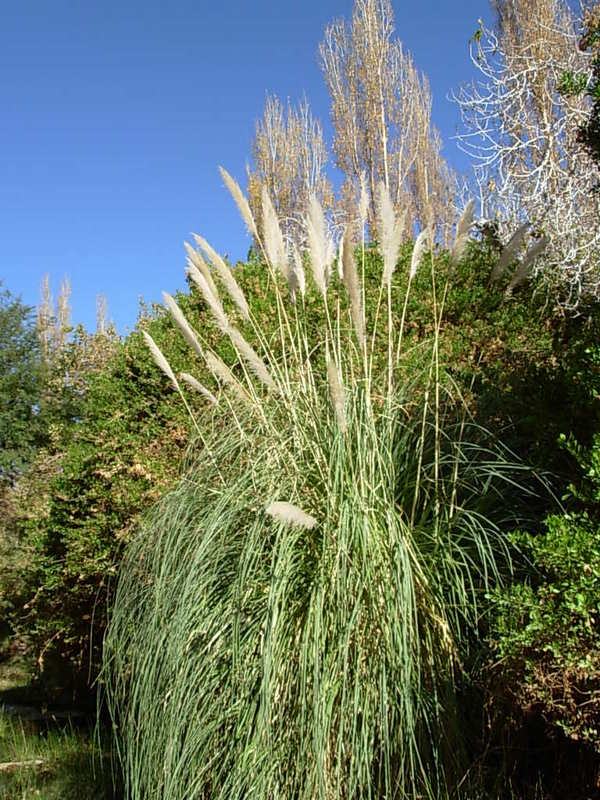 Foto de San Pedro de Atacana, Chile