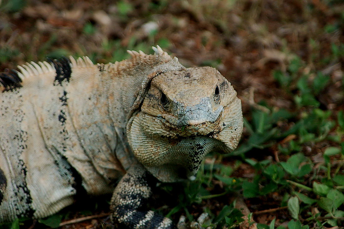 Foto de Uxmal, México