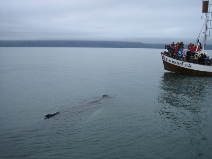 Foto de Húsavík, Islandia