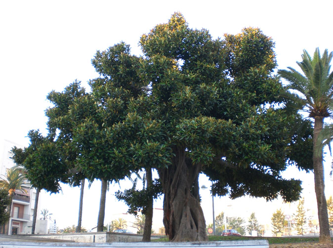 Foto de Cádiz (Andalucía), España