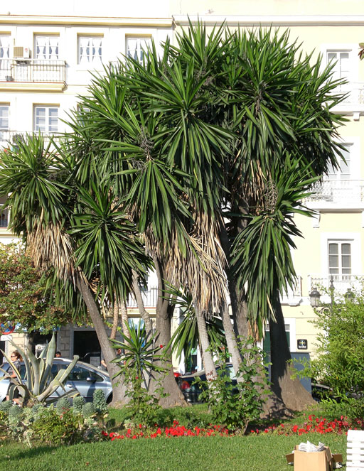 Foto de Cádiz (Andalucía), España