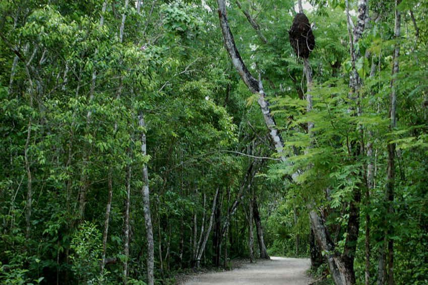Foto de Coba, México